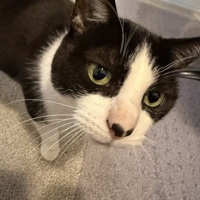 A close-up of a tuxedo cat